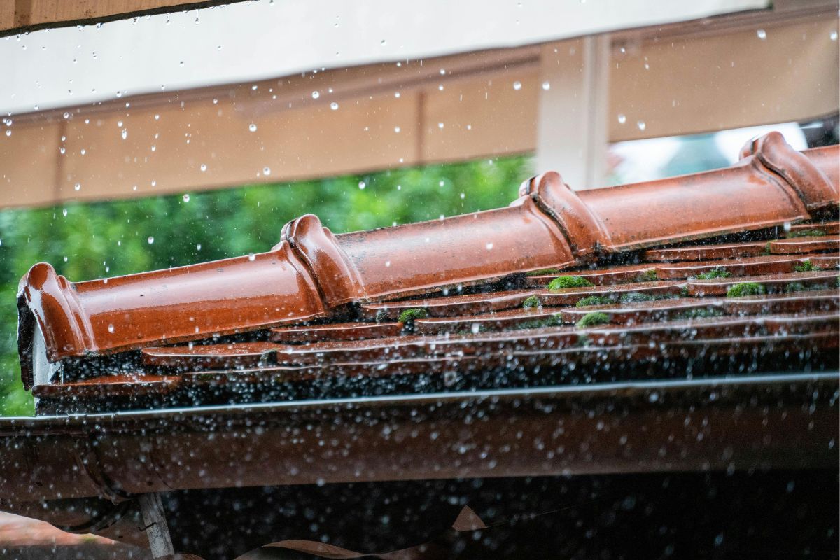 Orynnowanie zielonego dachu